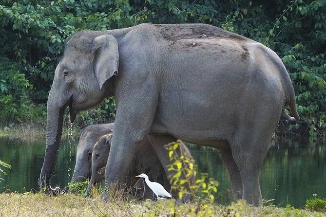Elephant and Wildlife Watching in Kuiburi National Park - Private Afternoon Tour - Quick take: what’s special about this Kuiburi private safari