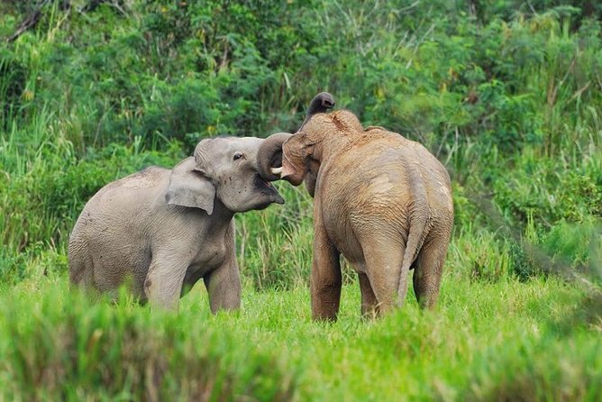 Elephant and Wildlife Watching in Kuiburi National Park - Private Afternoon Tour - Private afternoon pacing: the format you’re really paying for