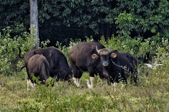 Elephant and Wildlife Watching in Kuiburi National Park - Private Afternoon Tour - Stop-by-stop: the flow of the afternoon