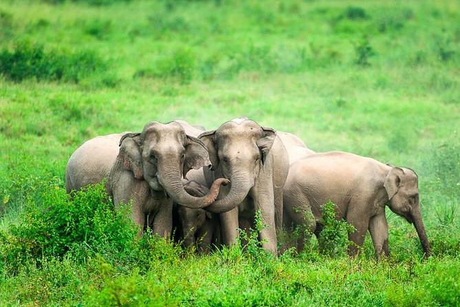 Elephant and Wildlife Watching in Kuiburi National Park - Private Afternoon Tour - The guide matters more than you think