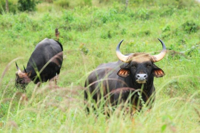 Elephant and Wildlife Watching in Kuiburi National Park - Private Afternoon Tour - Binoculars, sun, and the open-back vehicle: your comfort checklist
