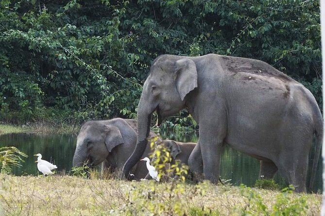 Elephant and Wildlife Watching in Kuiburi National Park - Private Afternoon Tour - Who this tour suits best (and who might not love it)