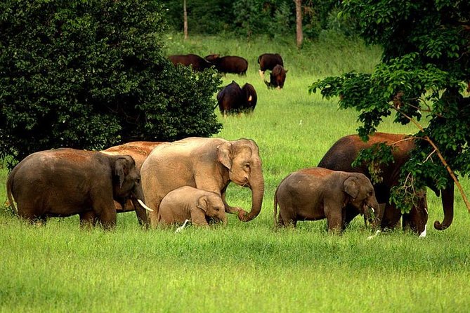 Elephant and Wildlife Watching in Kuiburi National Park - Private Afternoon Tour - The drive from Hua Hin: what to expect before the safari starts