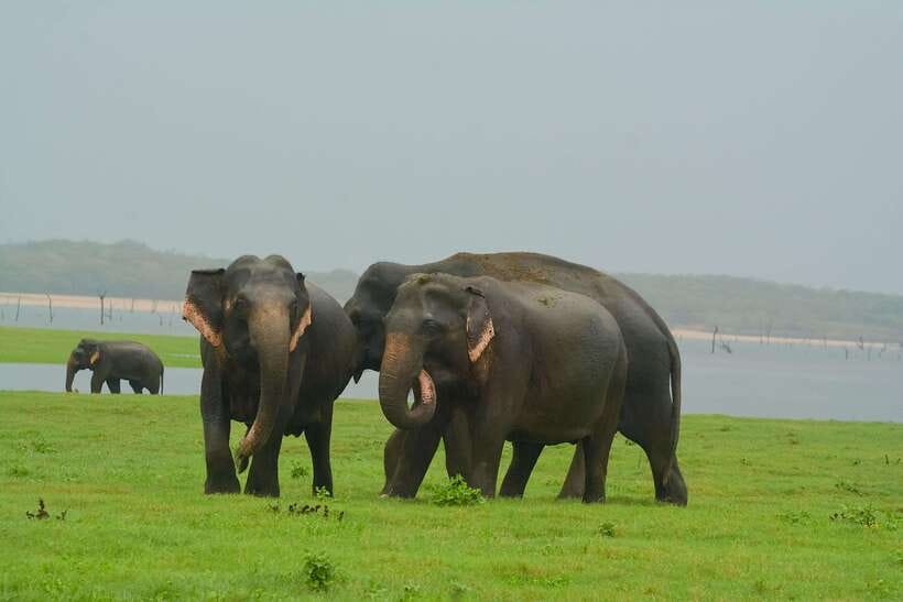 Elephant Jeep Safari at Minneriya National Park - Key highlights you’ll feel fast
