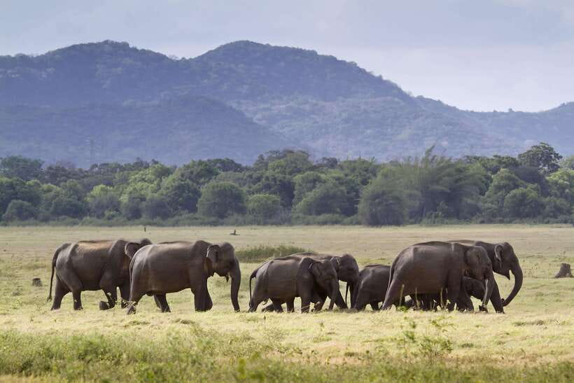 Elephant Jeep Safari at Minneriya National Park - Why Minneriya Elephant Gathering is such a big deal