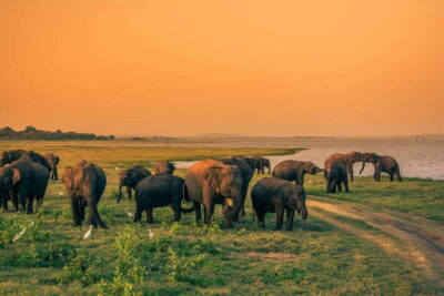 Elephant Jeep Safari at Minneriya National Park - Your safari team: licensed guides, insured jeep, safety-first driving
