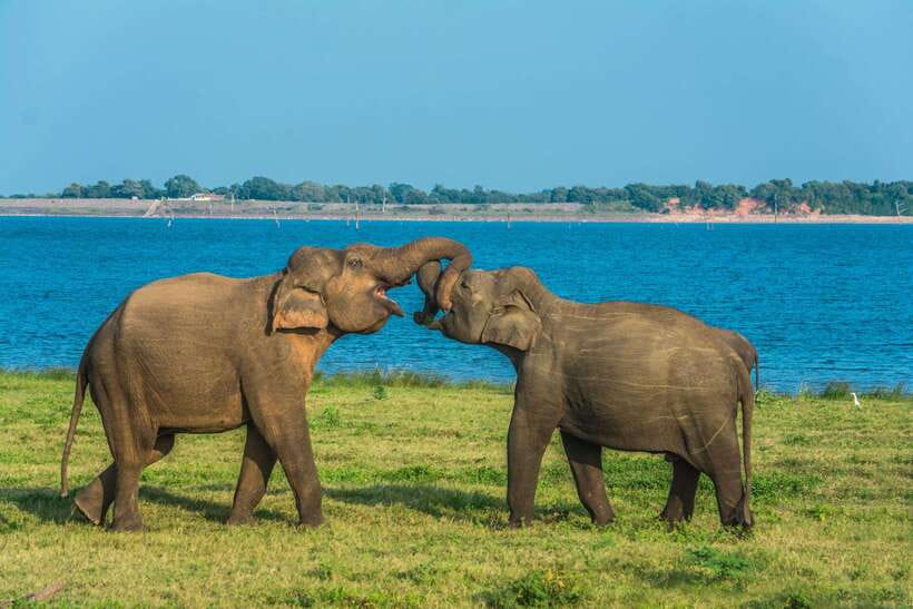 Elephant Jeep Safari at Minneriya National Park - The 3.5 hours on safari: how the jeep time really feels