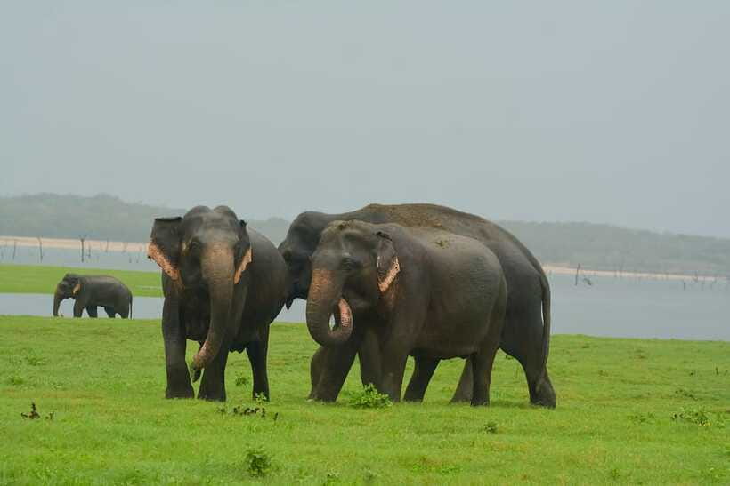 Elephant Jeep Safari at Minneriya National Park - Welcome refreshments at Minneriya: a small break that helps