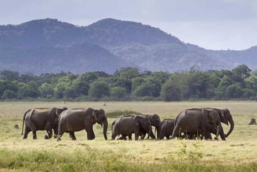 Elephant Jeep Safari at Minneriya National Park - What you’ll actually see: elephants first, then the rest of the park