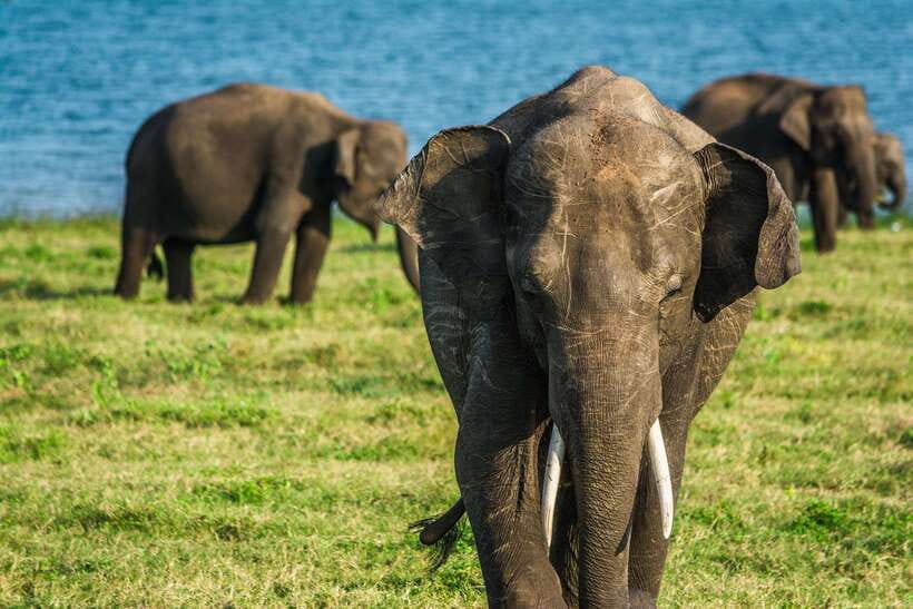 Elephant Jeep Safari at Minneriya National Park - Rules that keep wildlife wild (and your trip running smoothly)