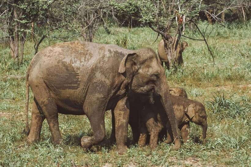 Elephant Kingdom Safari – Minneriya National Park - Elephant Kingdom Safari at Minneriya: Quick Take
