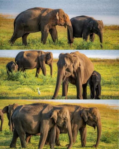 Elephant Kingdom Safari – Minneriya National Park - Minneriya Tank Is the Real Star of the Show