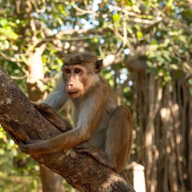Elephant Kingdom Safari – Minneriya National Park - When the Elephants Move: The Real-Life Flexibility