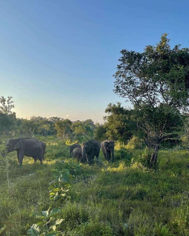 Elephant Kingdom Safari – Minneriya National Park - Price and Value: How $22 Adds Up (and What to Budget)