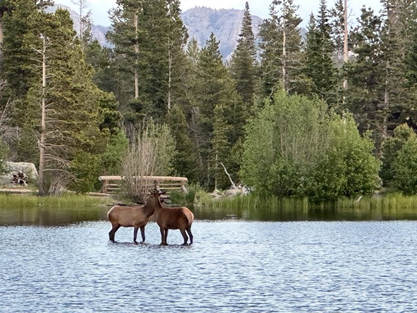 Estes Park: Rocky Mountain National Park Glass-Top Bus Tour - Alpine Visitor Center at 11,796 ft: your top-of-the-world reset
