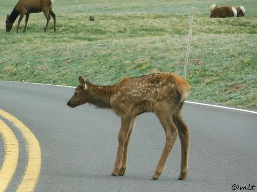 Estes Park: Rocky Mountain National Park Safari Tour - Old Fall River Road Over the Continental Divide When It’s Open