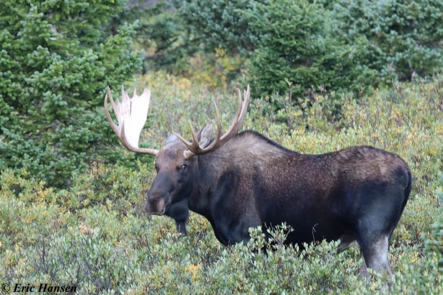 Estes Park: Rocky Mountain National Park Safari Tour - The 3-Hour Timing: What You’ll See and What You Won’t