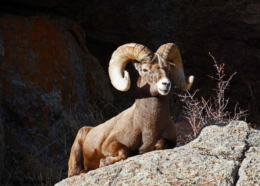 Estes Park: Rocky Mountain National Park Safari Tour - Gear, Altitude, and Comfort Tips That Actually Help