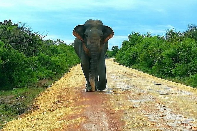 Evening Private Tour Safari at Yala National Park - Leopard Hunting Tactics: Why the Driver’s Method Changes Everything