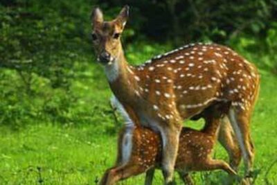 Evening Private Tour Safari at Yala National Park - Inside the Park: How Your 4–5 Hours Usually Play Out