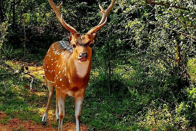 Evening Private Tour Safari at Yala National Park - Learning on the Move: Biodiversity Talk That Makes Sightings Click