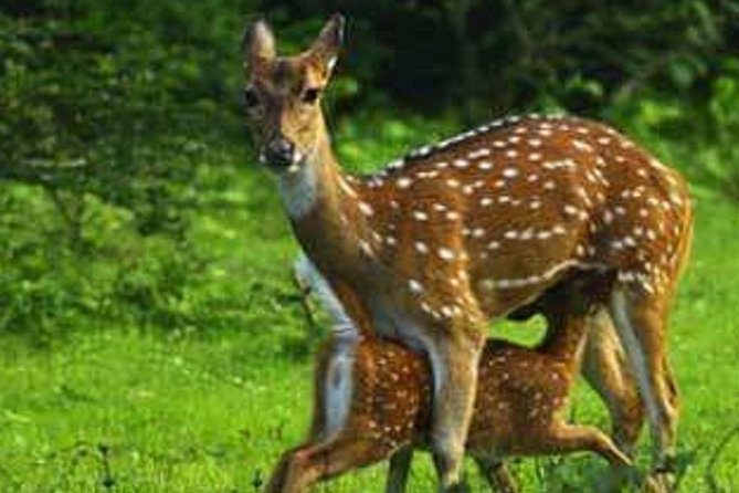 Evening Private Tour Safari at Yala National Park - Inside the Park: How Your 4–5 Hours Usually Play Out