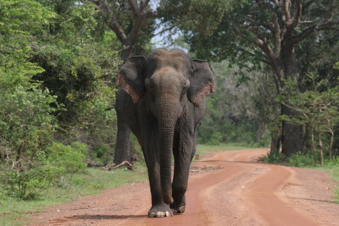 Evening Safari - Yala National Park with Janaka safari - 02.00 pm to 06.30 pm - Yala at 2 pm: What this evening safari timing really means