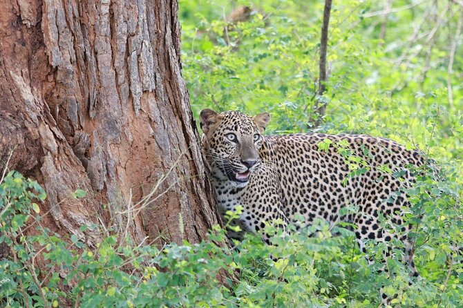 Evening Safari - Yala National Park with Janaka safari - 02.00 pm to 06.30 pm - Janaka Safari comfort: Jeep setup, gear, and what’s included