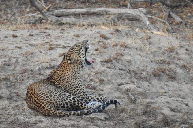 Evening Safari - Yala National Park with Janaka safari - 02.00 pm to 06.30 pm - Pickup from Tissamaharama and Kirinda: Convenience that saves time