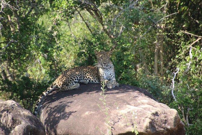 Evening Safari - Yala National Park with Janaka safari - 02.00 pm to 06.30 pm - The leopard mission: How the hunt is actually managed