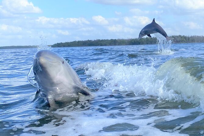 Everglades Birding, Dolphin and Wildlife Boat Tour (2 hours) - Small-group birding with a Florida Master Naturalist