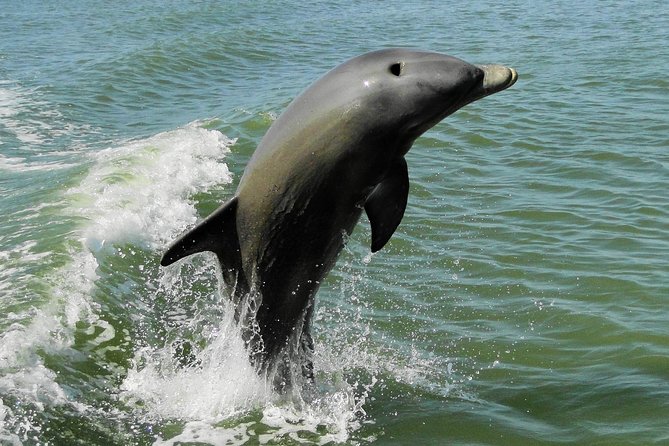 Everglades Birding, Dolphin and Wildlife Boat Tour (2 hours) - What you might see: birds, dolphins, manatees, sea turtles