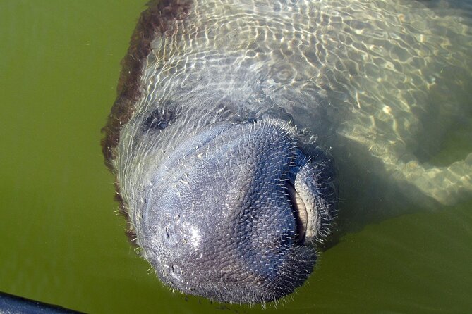 Everglades Birding, Dolphin and Wildlife Boat Tour (2 hours) - Comfort notes: ladder boarding, seating, and the lack of shade