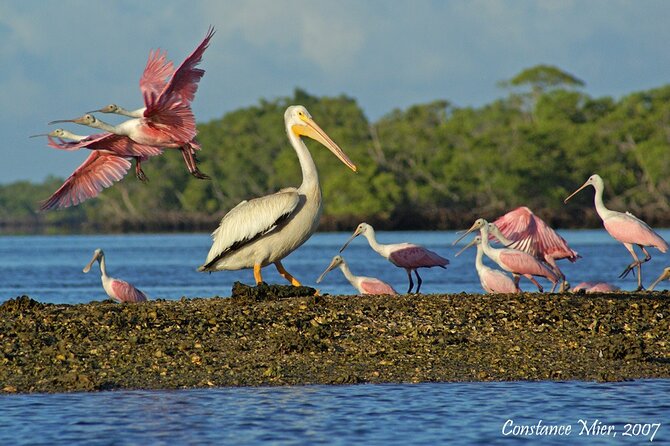 Everglades Birding, Dolphin and Wildlife Boat Tour (2 hours) - Price and value: is $119.95 for 2 hours worth it?
