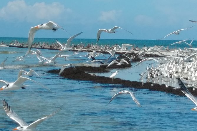 Everglades Birding, Dolphin and Wildlife Boat Tour (2 hours) - When to go: weather, wind, and your dolphin odds