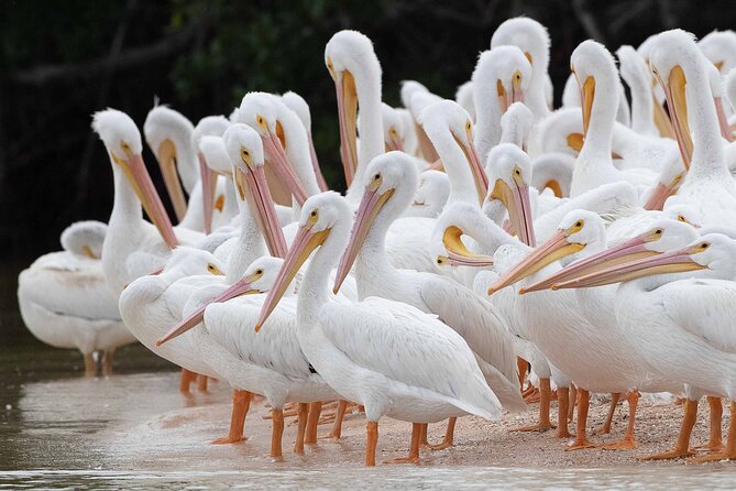Everglades Birding, Dolphin and Wildlife Boat Tour (2 hours) - The 10,000 Islands route: what the 2 hours can look like