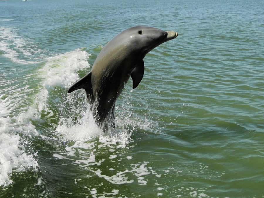 Everglades National Park: 2 hour Dolphin & Birding Boat Tour - Why a 6-Passenger Boat Makes Birding Actually Work