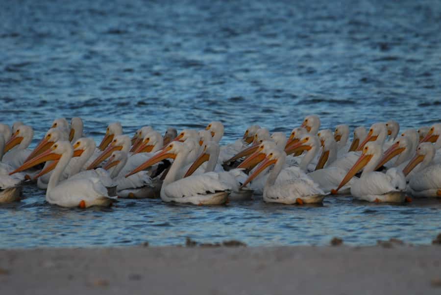 Everglades National Park: 2 hour Dolphin & Birding Boat Tour - The Naturalist Guide: From Names to Real Ecosystem Understanding