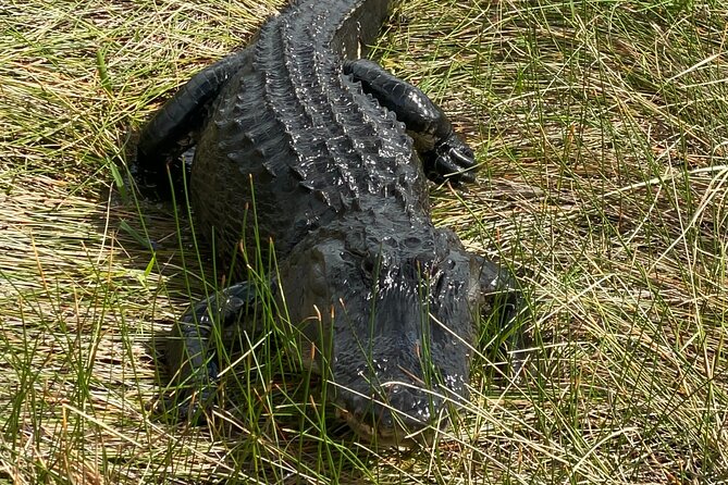 Everglades National Park: 3 Hikes + 90 minute Boat Tour + Lunch - Key things I’d plan around