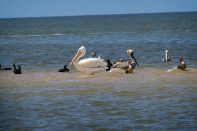Everglades National Park: 3 Hikes + 90 minute Boat Tour + Lunch - Starting in Homestead: the early 7:00am start makes sense