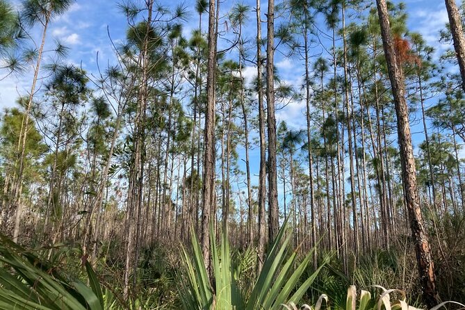Everglades National Park: 3 Hikes + 90 minute Boat Tour + Lunch - Robert Is Here: the sweet stop you’ll remember