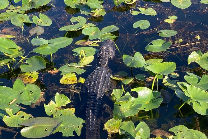 Everglades National Park: 3 Hikes + 90 minute Boat Tour + Lunch - Weather, walking style, and what to pack