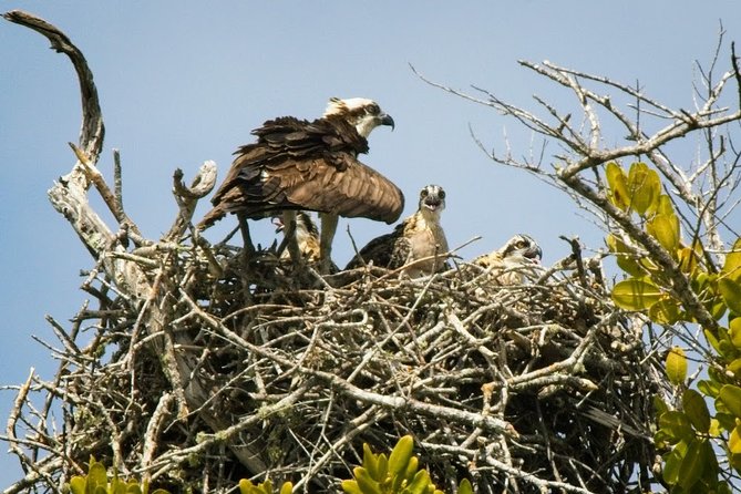 Everglades National Park Biologist Led Adventure: Cruise, Hike + Airboat - Miccosukee airboat and Oasis: more wildlife, different habitat mood