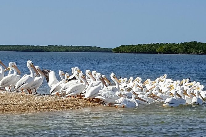 Everglades National Park Biologist Led Adventure: Cruise, Hike + Airboat - Chokoloskee lunch: order off the menu and take the break seriously