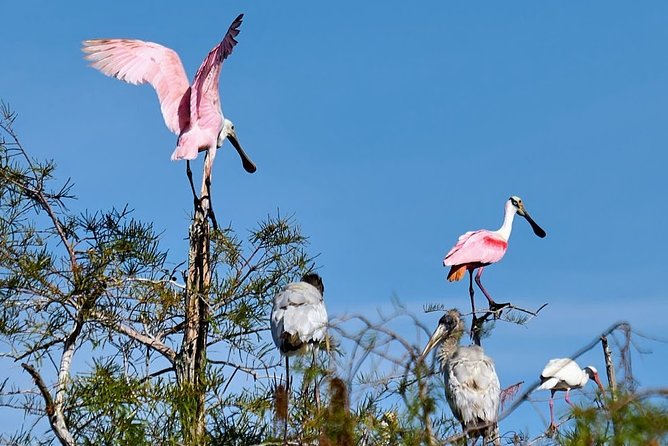 Everglades National Park Biologist Led Adventure: Cruise, Hike + Airboat - Southwest Gulf Coast and the Ten Thousand Islands cruise