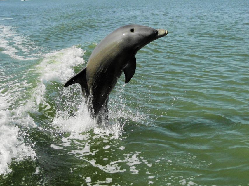 Everglades National Park: Boat Assisted Kayak Eco Tour - Stop 1 to 2: Getting Out on the Boat and Watching for Dolphins