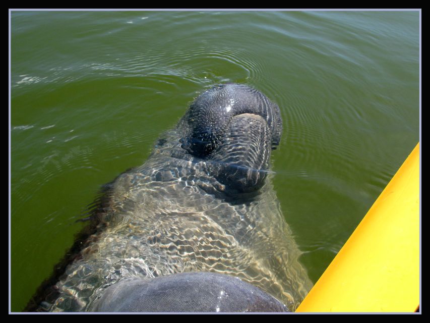 Everglades National Park: Boat Assisted Kayak Eco Tour - Wildlife Odds: What You Might See (and How to Think About It)