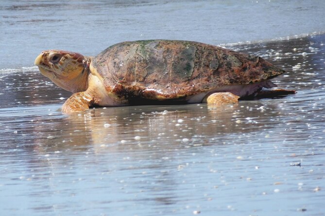 Everglades National Park Boat Tour - A calm, guided ride through Everglades City and Chokoloskee Bay