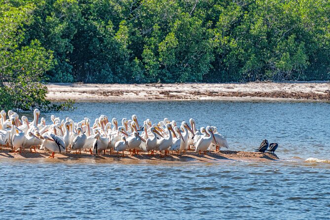 Everglades National Park Boat Tour - Stop 2: Chokoloskee Bay—birds, nesting behavior, and dolphin odds