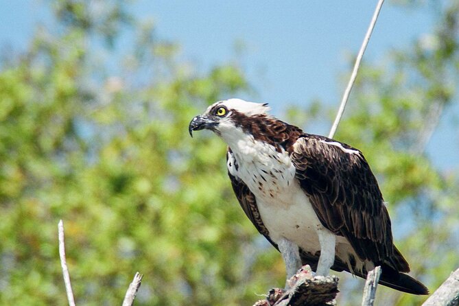 Everglades National Park Boat Tour - Wildlife viewing: pelicans, osprey, and the dolphin question